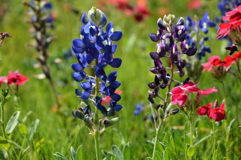 Photo of a Blubonnet