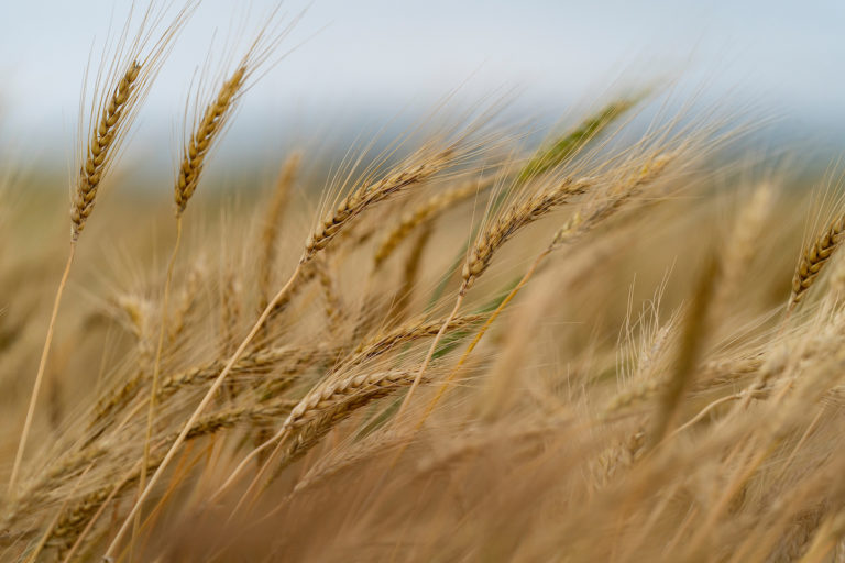 wheat field